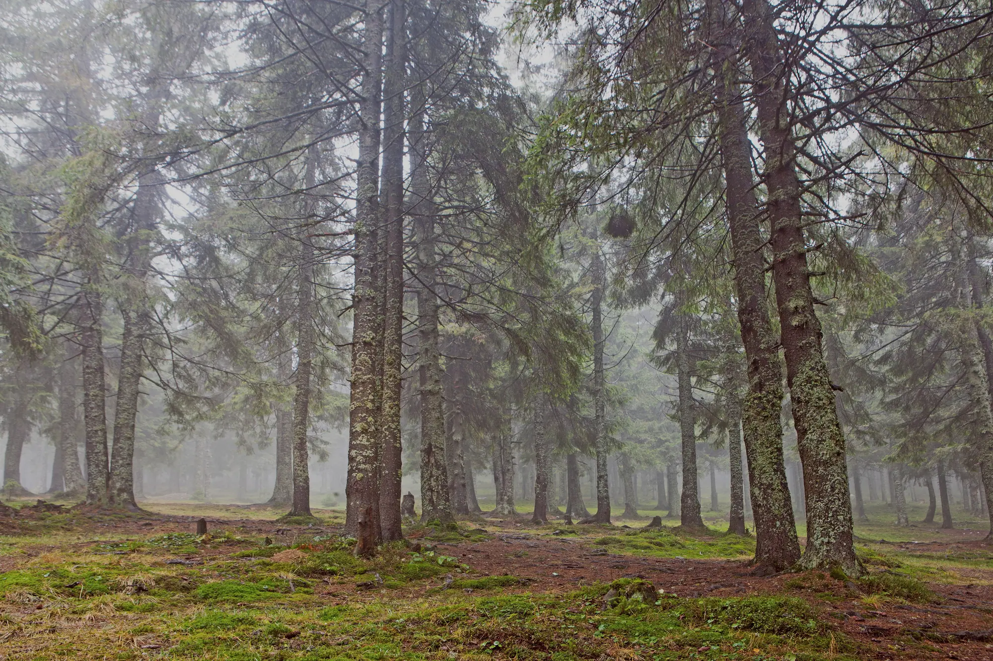 Straight conifer trunks standing in fog in a quiet forest